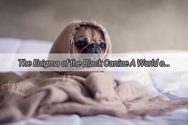 The Enigma of the Black Canine A World of Shades Beyond the Ordinary